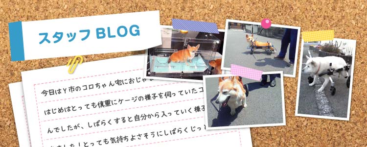 スタッフBLOG